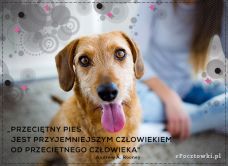e-Kartka Darmowe kartki elektroniczne z tag: Darmowa e-kartka Przeciętny pies, kartki internetowe, pocztówki, pozdrowienia