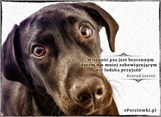 e-Kartka Darmowe kartki elektroniczne z tag: e-Kartki z psem Bezcenny dar, kartki internetowe, pocztówki, pozdrowienia