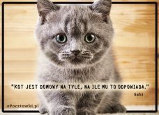 e-Kartka Darmowe kartki elektroniczne z tag: Darmowe e Pocztówki ze zwierzętami Domowy kot, kartki internetowe, pocztówki, pozdrowienia