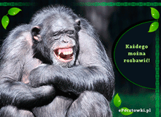 e-Kartka Darmowe kartki elektroniczne z tag: e-Kartki z małpą Każdego można rozbawić!, kartki internetowe, pocztówki, pozdrowienia
