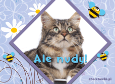 e-Kartka Darmowe kartki elektroniczne z tag: Kartki ze zwierzętami Nudy, kartki internetowe, pocztówki, pozdrowienia