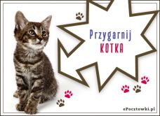 e-Kartka Kartki Zwierzęta Przygarnij kotka, kartki internetowe, pocztówki, pozdrowienia