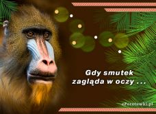 e-Kartka Darmowe kartki elektroniczne z tag: Kartka z małpą Smutek, kartki internetowe, pocztówki, pozdrowienia