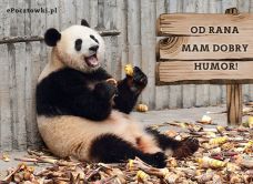 e-Kartka Darmowe kartki elektroniczne z tag: e-Kartki ze zwierzętami Zadowolona panda, kartki internetowe, pocztówki, pozdrowienia