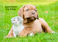 e-Kartka Darmowe kartki elektroniczne z tag: Kartka z psem Zaopiekuj się mną!, kartki internetowe, pocztówki, pozdrowienia