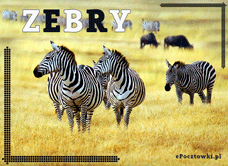eKartki Zwierzęta Zebry, 