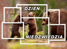 e-Kartka Kartki Różne Dzień Niedźwiedzia, kartki internetowe, pocztówki, pozdrowienia