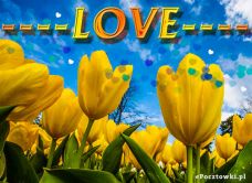 eKartki Miłość - Walentynki Tulipany o poranku, 