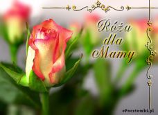 e-Kartka Kartki Dzień Matki Róża dla Mamy, kartki internetowe, pocztówki, pozdrowienia