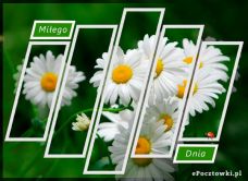 e-Kartka Kartki Kwiaty Miłego Dnia, kartki internetowe, pocztówki, pozdrowienia