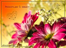 e-Kartka Darmowe kartki elektroniczne z tag: Darmowe kartki z kwiatami Przesyłam Ci kwiaty, kartki internetowe, pocztówki, pozdrowienia