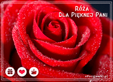 e-Kartka Kartki Kwiaty Róża dla Pięknej Pani, kartki internetowe, pocztówki, pozdrowienia