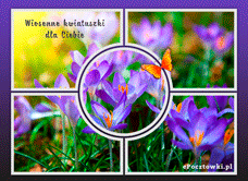 e-Kartka Darmowe kartki elektroniczne z tag: e Kartki kwiaty z życzeniami Wiosenne kwiatuszki dla Ciebie, kartki internetowe, pocztówki, pozdrowienia