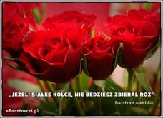 eKartki Złote Myśli Nie będziesz zbierał róż ..., 