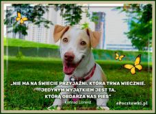 e-Kartka Darmowe kartki elektroniczne z tag: Kartki z psem Przyjaźń która wiecznie trwa, kartki internetowe, pocztówki, pozdrowienia