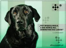 e-Kartka Darmowe kartki elektroniczne z tag: e-Kartki z psem Psy wiedzą wiele ..., kartki internetowe, pocztówki, pozdrowienia