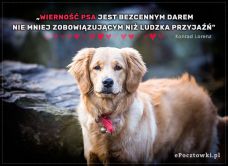 e-Kartka Darmowe kartki elektroniczne z tag: Kartki z psem Wierny pies, kartki internetowe, pocztówki, pozdrowienia