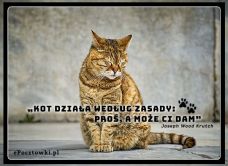eKartki Złote Myśli Zasady kota!, 