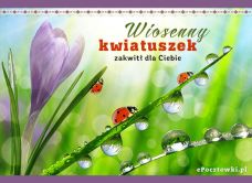 e-Kartka Kartki Cztery Pory Roku Wiosenny kwiatuszek, kartki internetowe, pocztówki, pozdrowienia